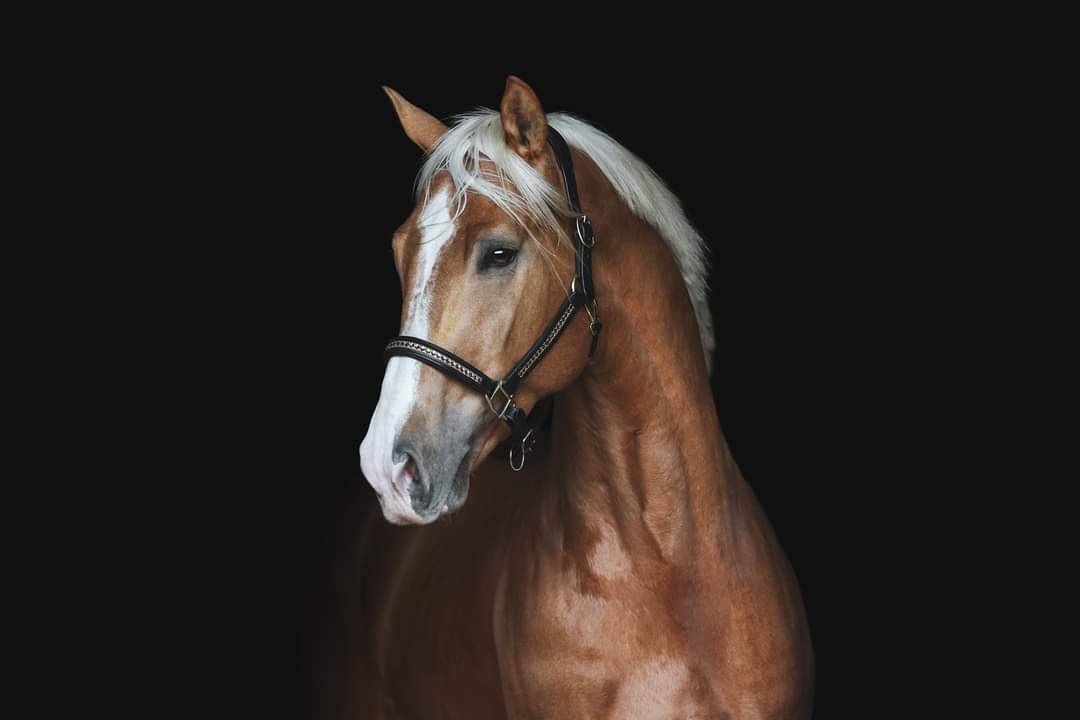 Karat-J  - Wielkopolski  2019 por Arktos