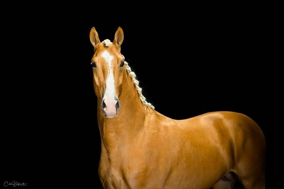 Karat-J  - Wielkopolski  2019 por Arktos