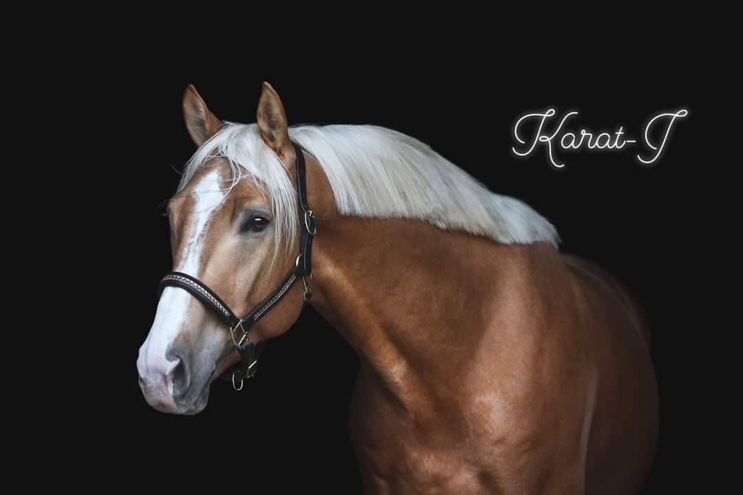 Karat-J  - Wielkopolski  2019 por Arktos