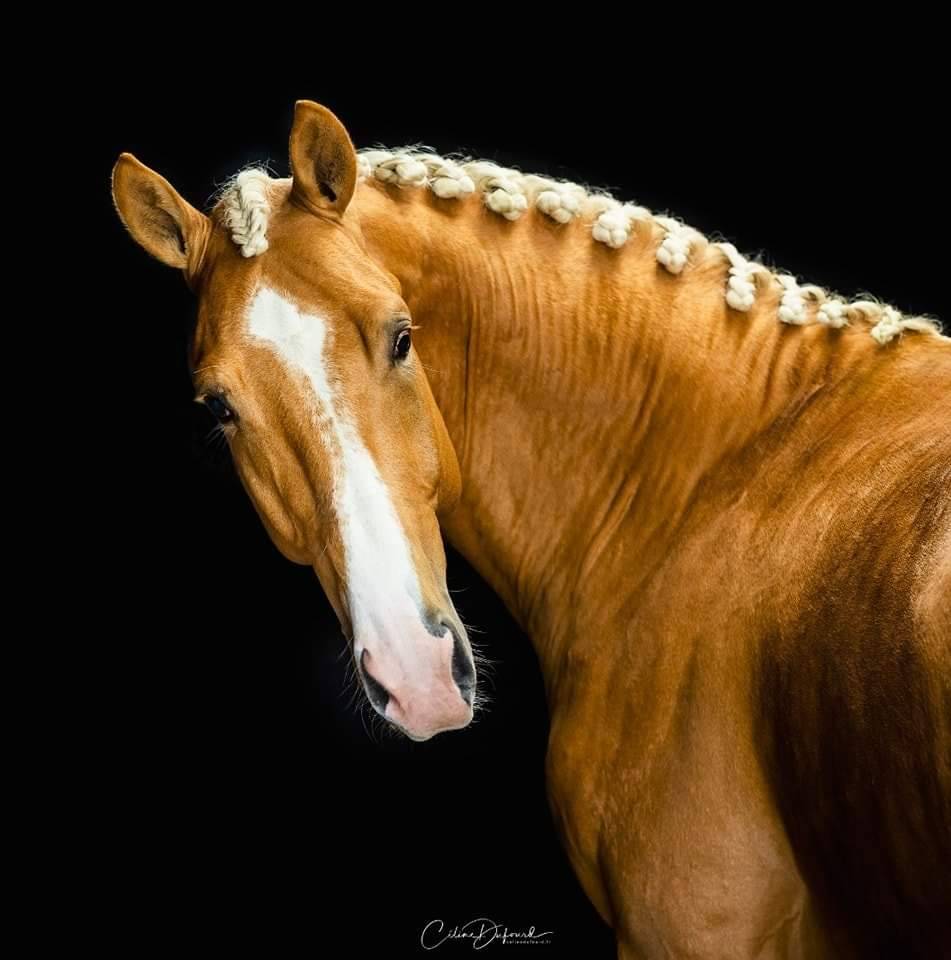 Karat-J  - Wielkopolski  2019 por Arktos