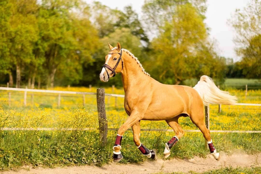 Karat-J  - Wielkopolski  2019 por Arktos