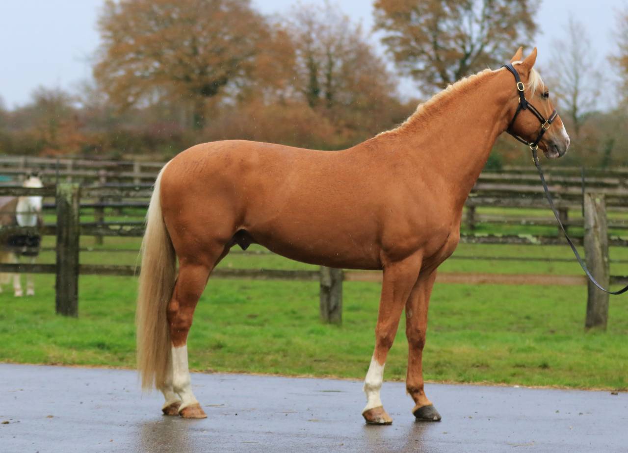 Karat-J  - Wielkopolski  2019 por Arktos