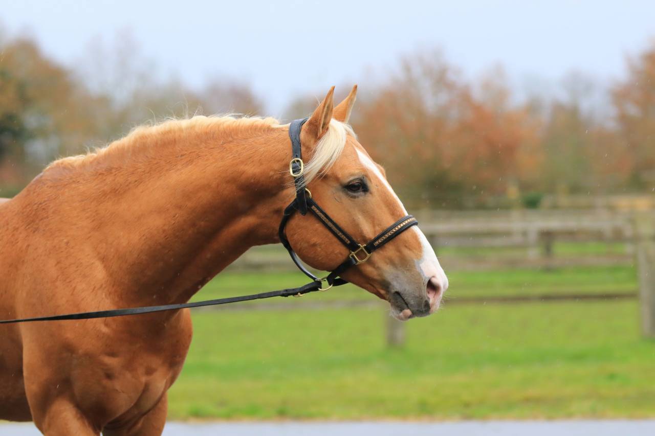 Karat-J  - Wielkopolski  2019 por Arktos