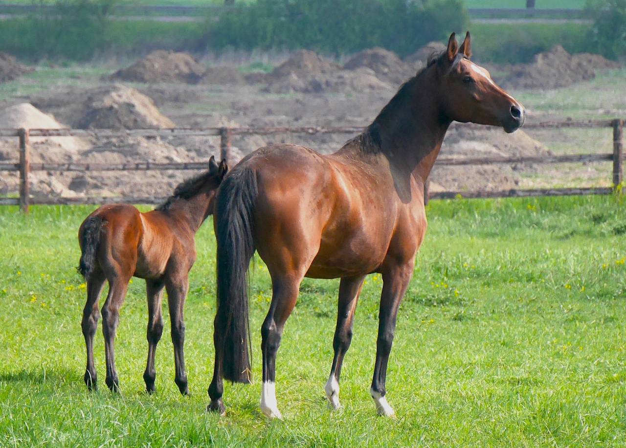 Yegua de ganadería Silla Francés En venta 2013 Bayo por UTRILLO VD HEFFINCK