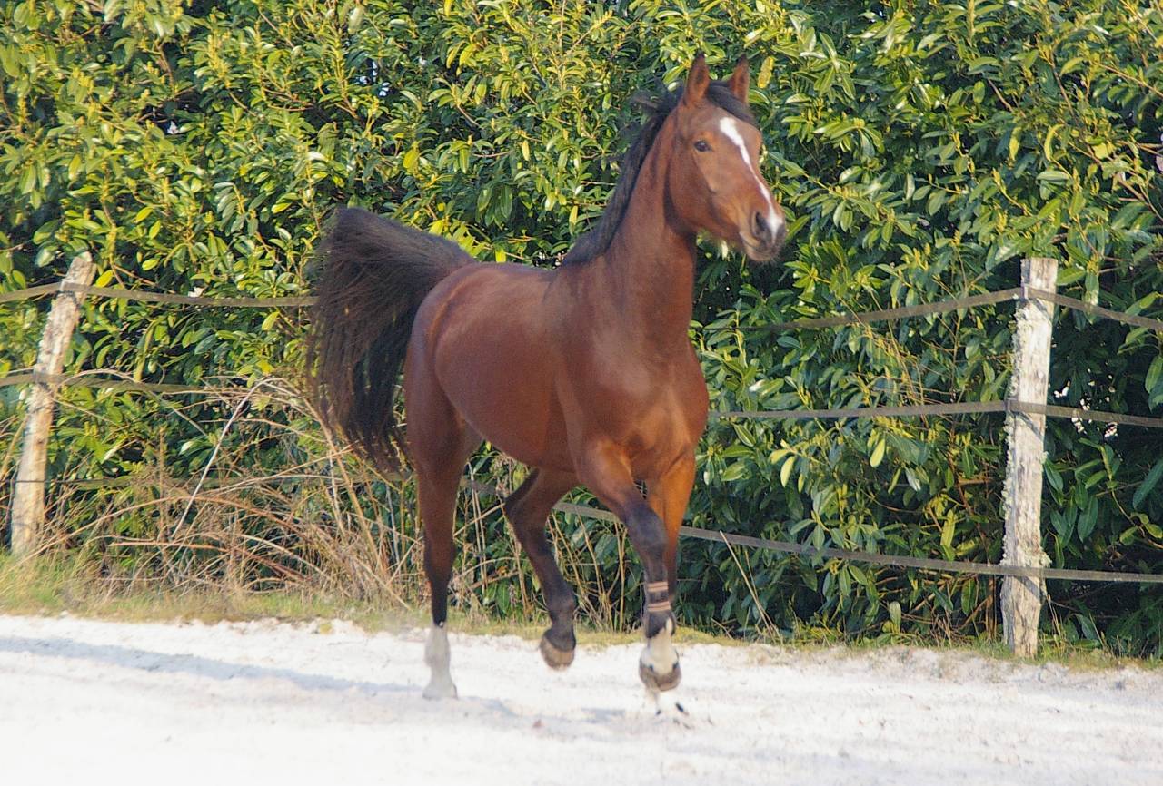 Yegua de ganadería Silla Francés En venta 2013 Bayo por UTRILLO VD HEFFINCK