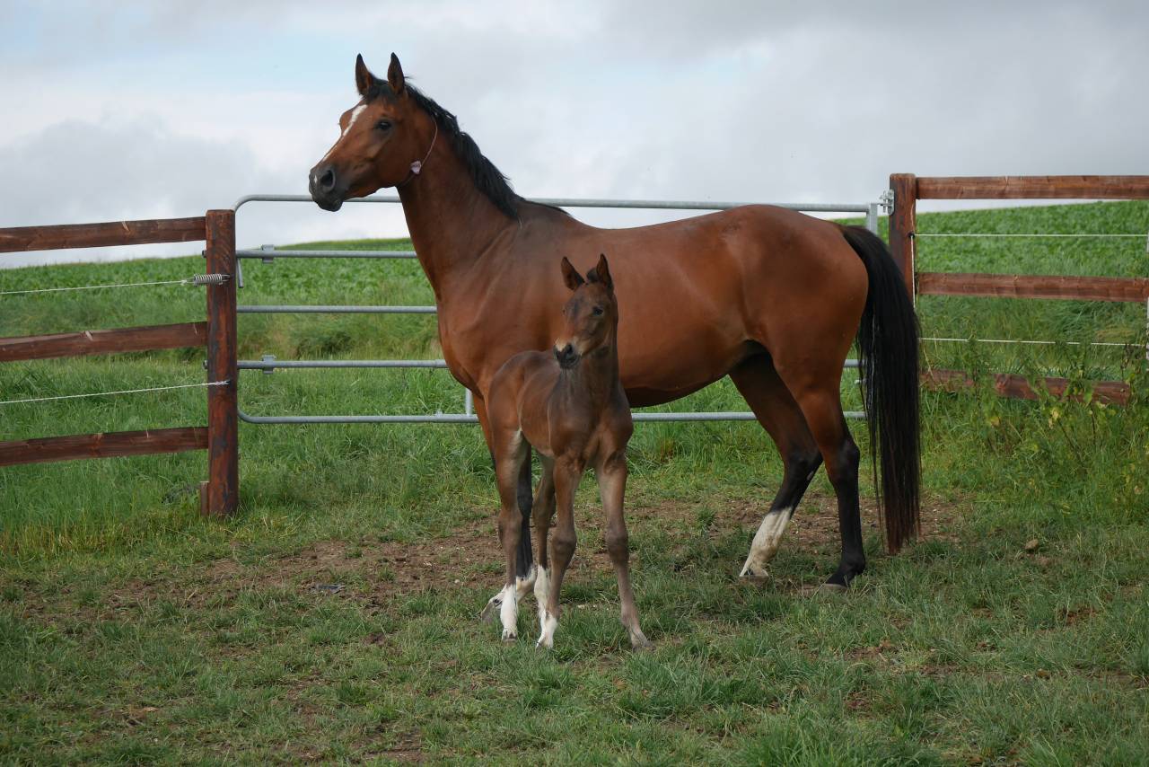 Yegua de ganadería Silla Francés En venta 2013 Bayo por UTRILLO VD HEFFINCK
