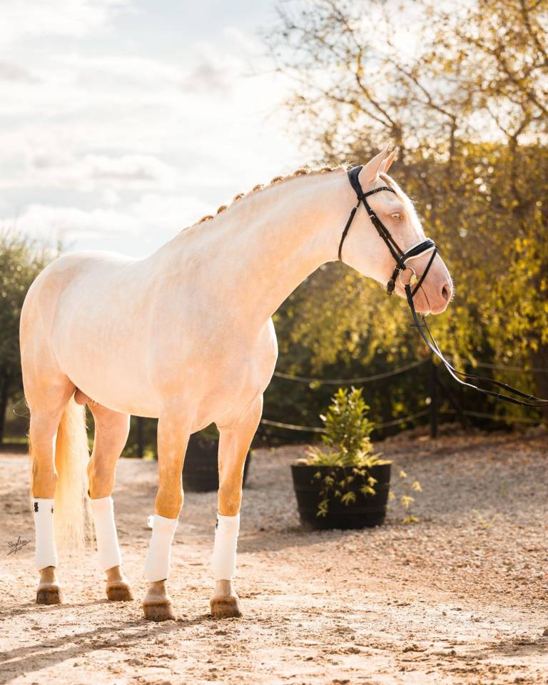 Allaus III - PRE Pura Raza Española 2019 por GITANO BS