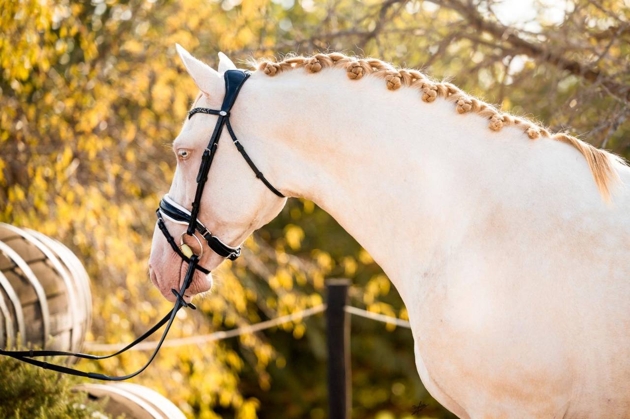 Allaus III - PRE Pura Raza Española 2019 por GITANO BS