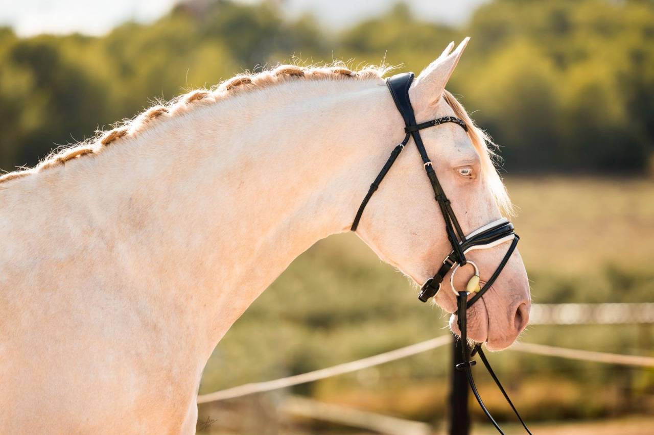 Allaus III - PRE Pura Raza Española 2019 por GITANO BS