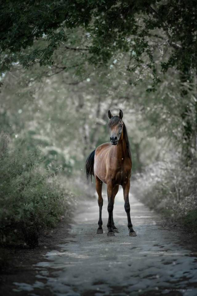 Azzaro de gacia - Pura Sangre Arabe 2022 por LAZEEZ AL SHAHANIA