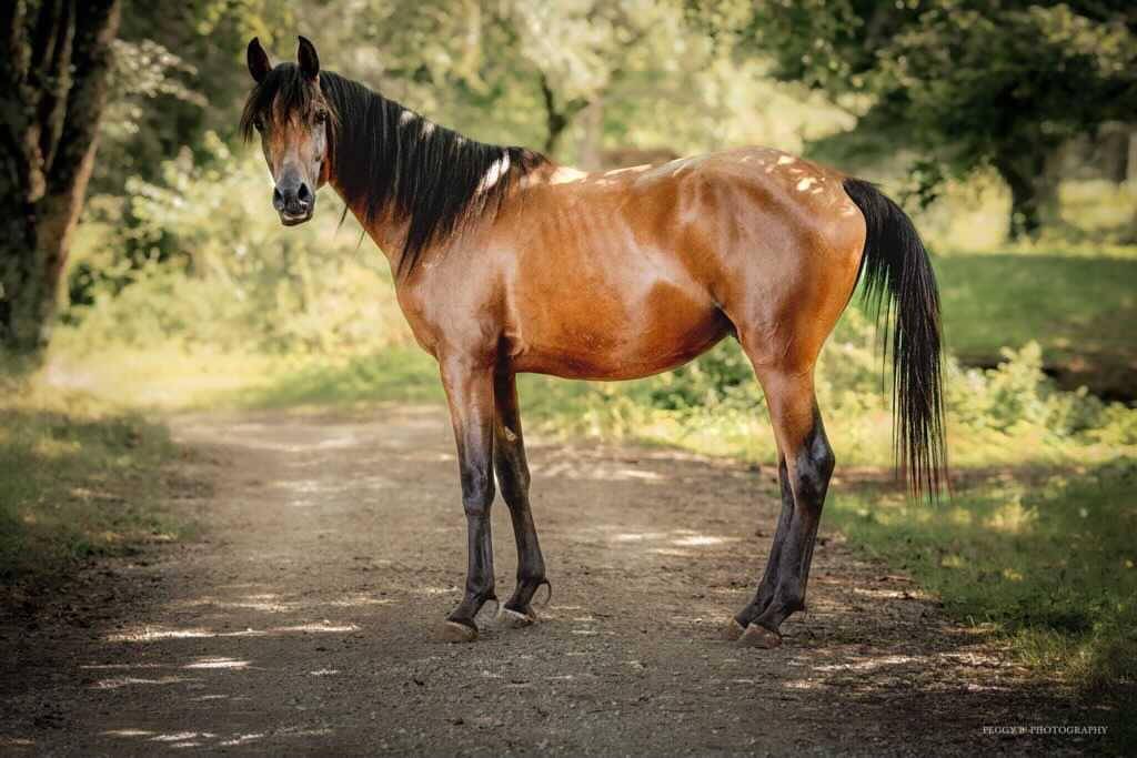 Azzaro de gacia - Pura Sangre Arabe 2022 por LAZEEZ AL SHAHANIA