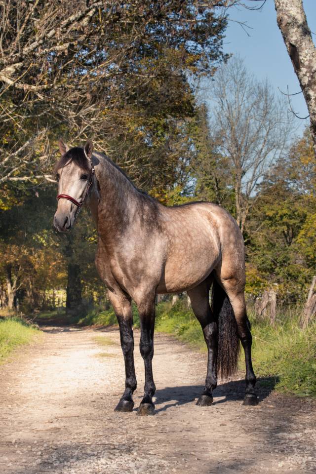 Nacar de lucia - PRE Pura Raza Española 2021 por golden de lydia