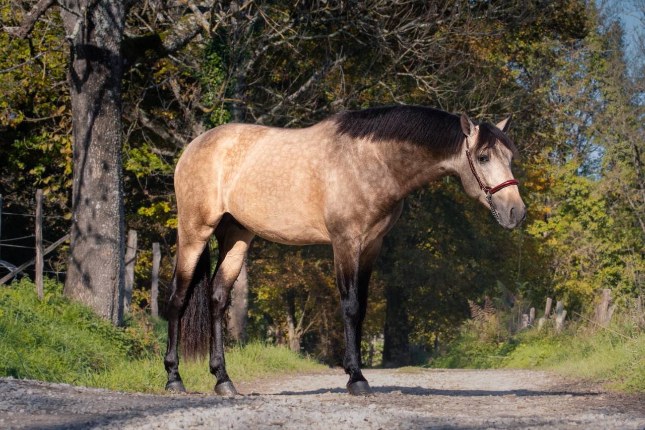Nacar de lucia - PRE Pura Raza Española 2021 por golden de lydia