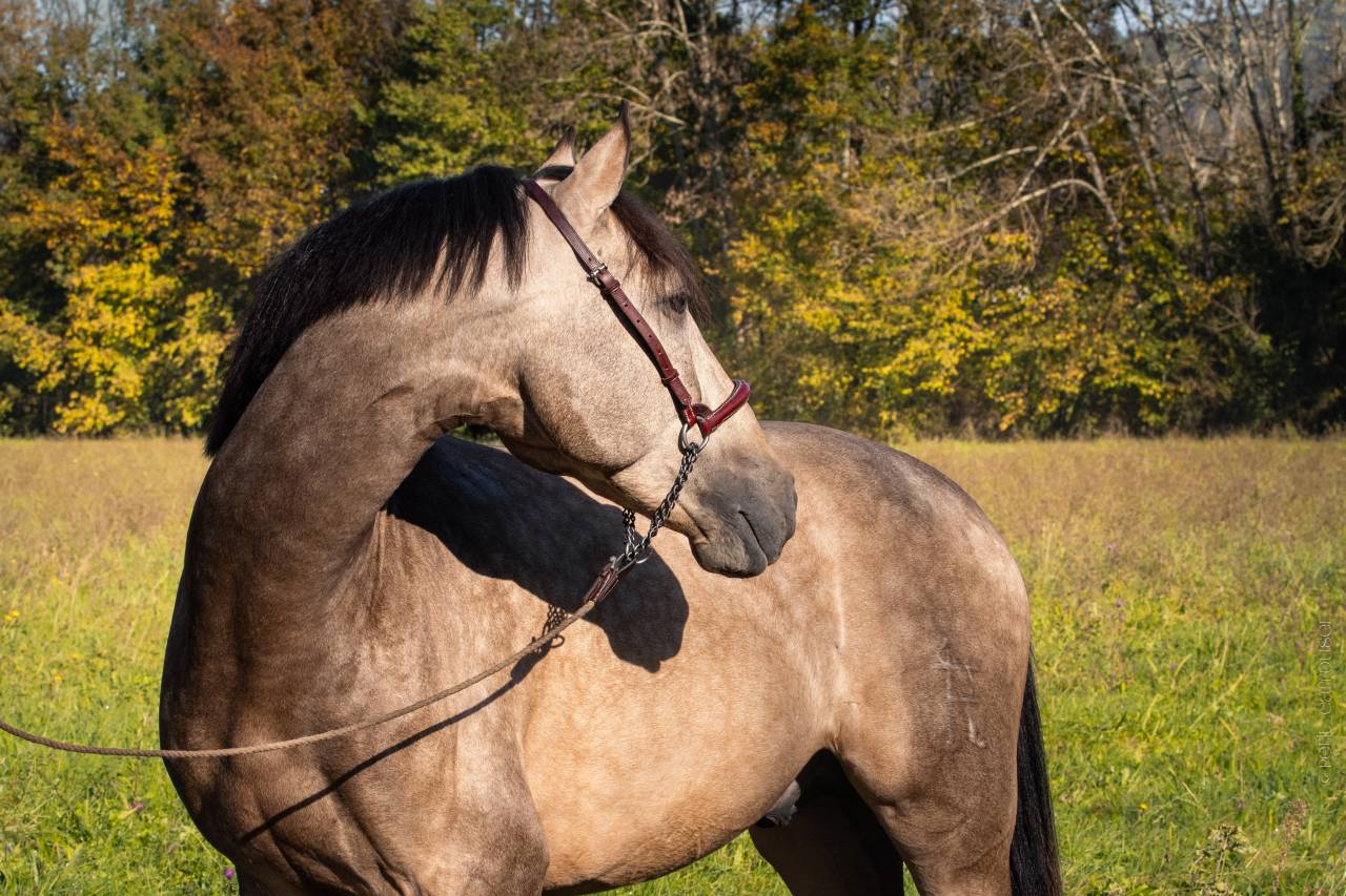 Nacar de lucia - PRE Pura Raza Española 2021 por golden de lydia