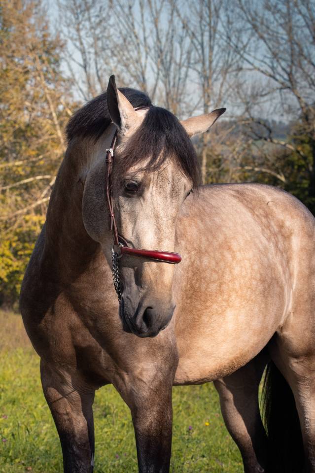Nacar de lucia - PRE Pura Raza Española 2021 por golden de lydia