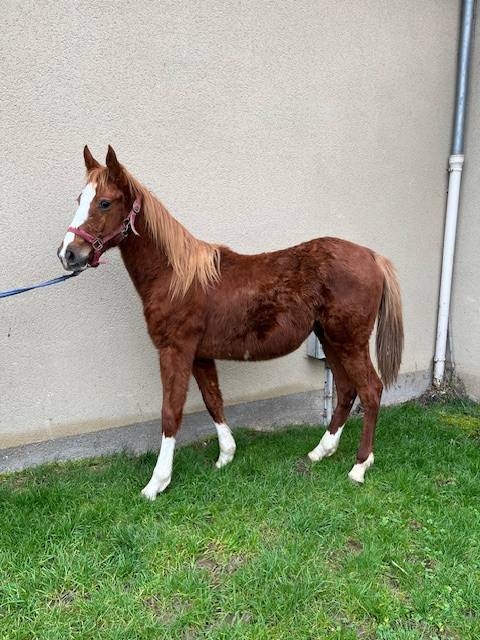 Caballo castrado Silla Francés En venta 2023 Alazán por ROY DE LA VALLEE