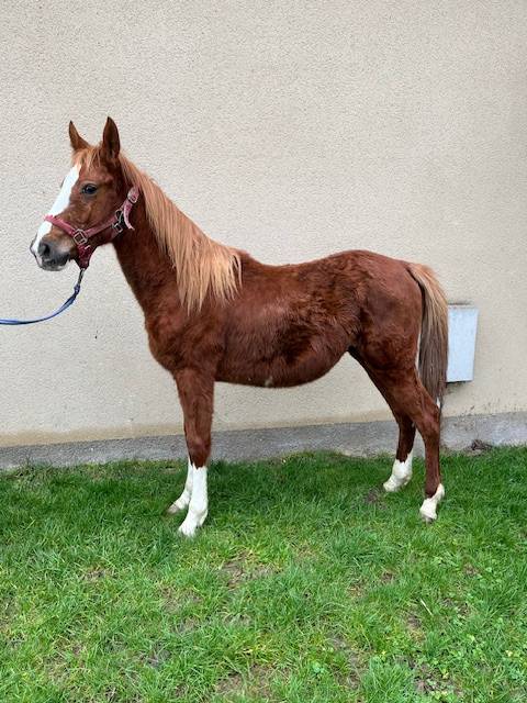 Caballo castrado Silla Francés En venta 2023 Alazán por ROY DE LA VALLEE