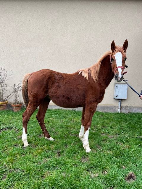 Caballo castrado Silla Francés En venta 2023 Alazán por ROY DE LA VALLEE