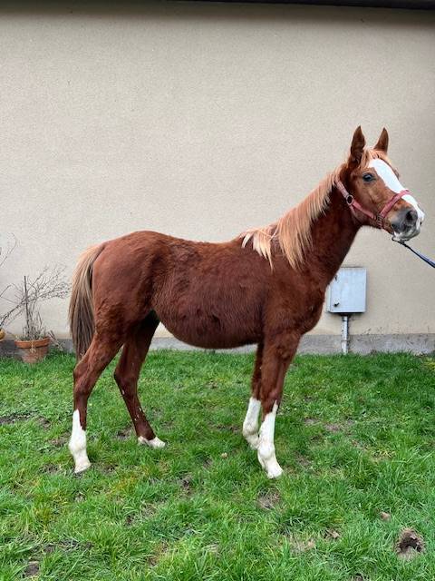 Caballo castrado Silla Francés En venta 2023 Alazán por ROY DE LA VALLEE