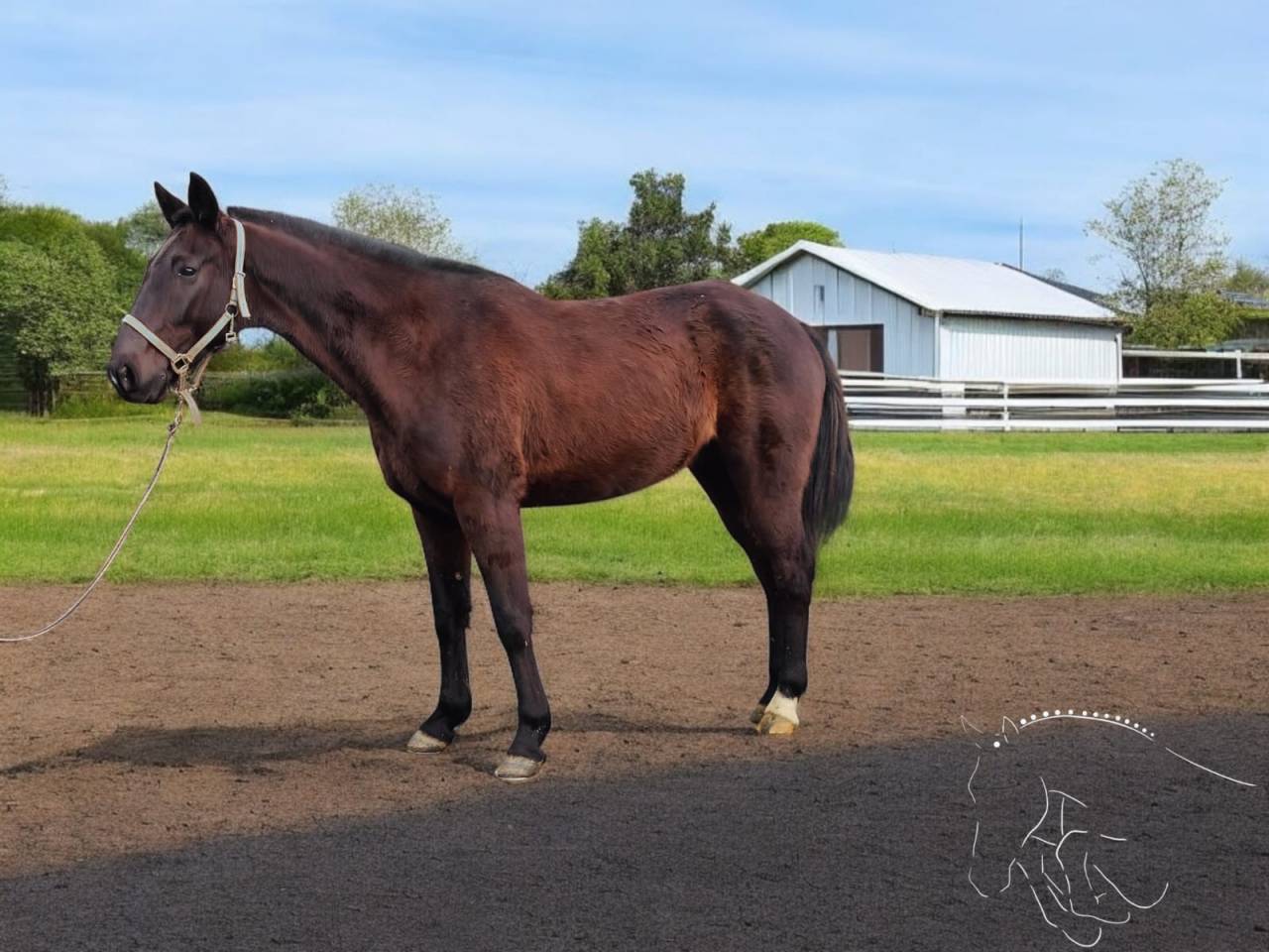 Caballo castrado Trot&oacute;n Franc&eacute;s En venta 2014 Bayo por Repeat Love