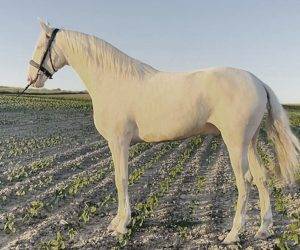 Caballo castrado Origen No Constatado En venta 2021 Otra capa