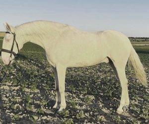 Caballo castrado Origen No Constatado En venta 2021 Otra capa