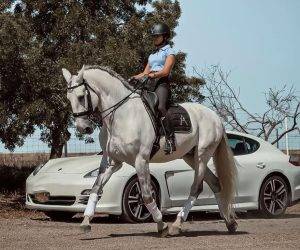 Caballo castrado Lusitano En venta 2013 Tordo