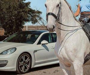 Caballo castrado Lusitano En venta 2013 Tordo