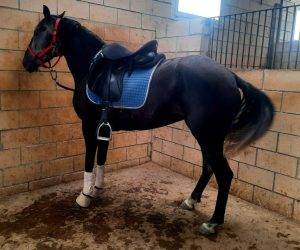 Yegua Origen No Constatado En venta 2021 Tordo