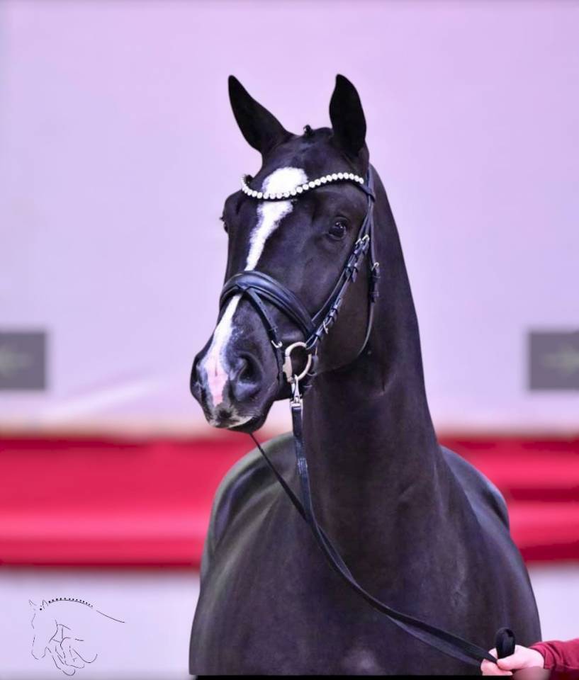 Caballo castrado KWPN Caballo de Deporte Neerlandés En venta 2021 Negro por VDL LIAMANT W