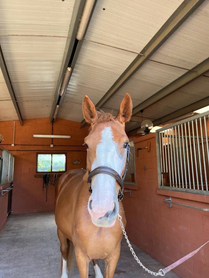 Yegua Silla Francés En venta 2021 Alazán por Colorit