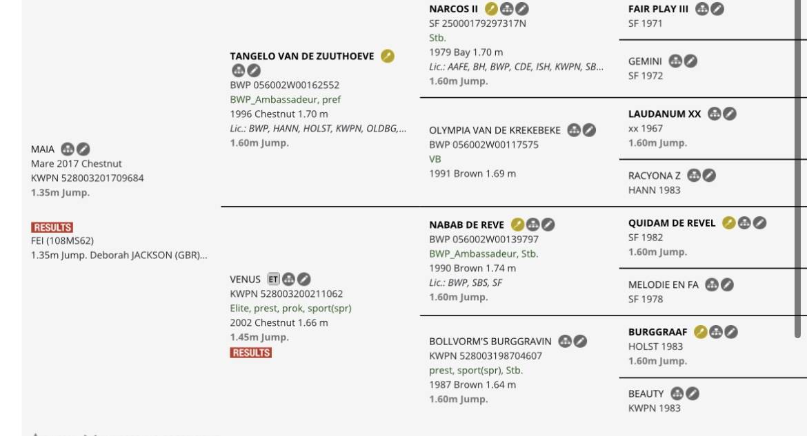Yegua Silla Francés En venta 2021 Alazán por Colorit
