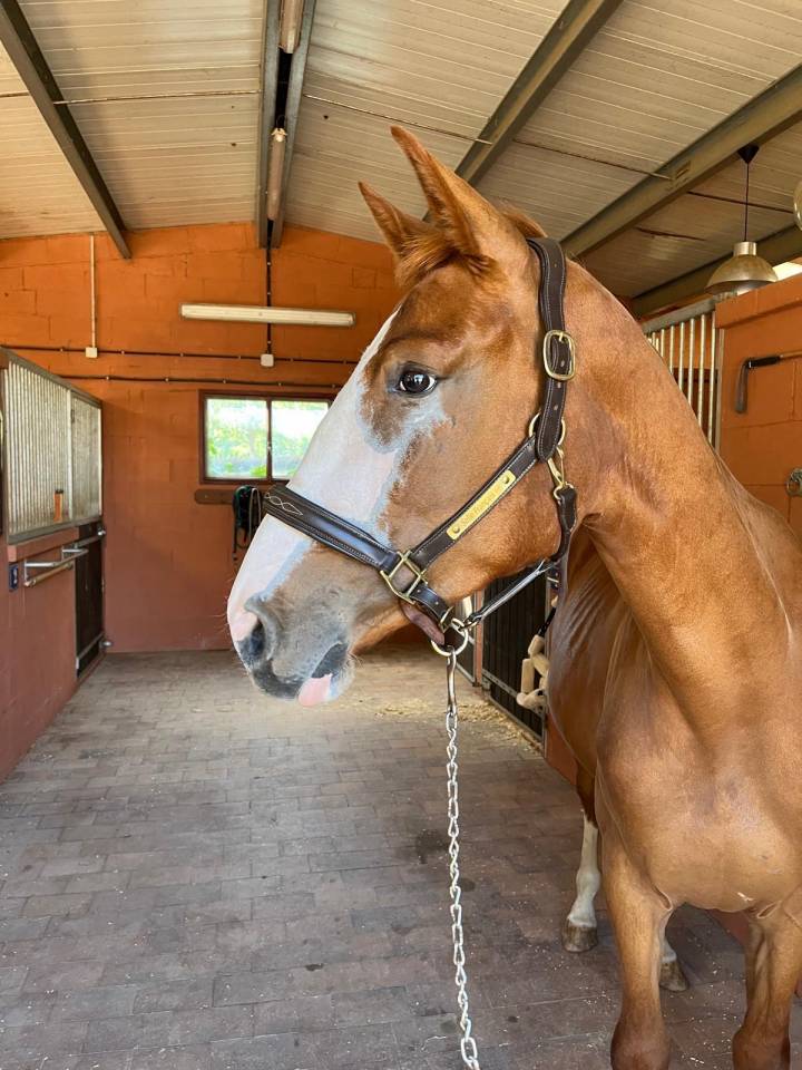 Yegua Silla Francés En venta 2021 Alazán por Colorit