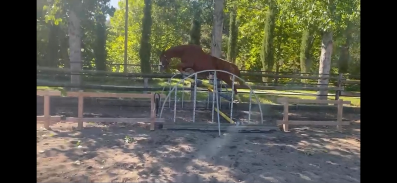 Yegua Silla Francés En venta 2021 Alazán por Colorit