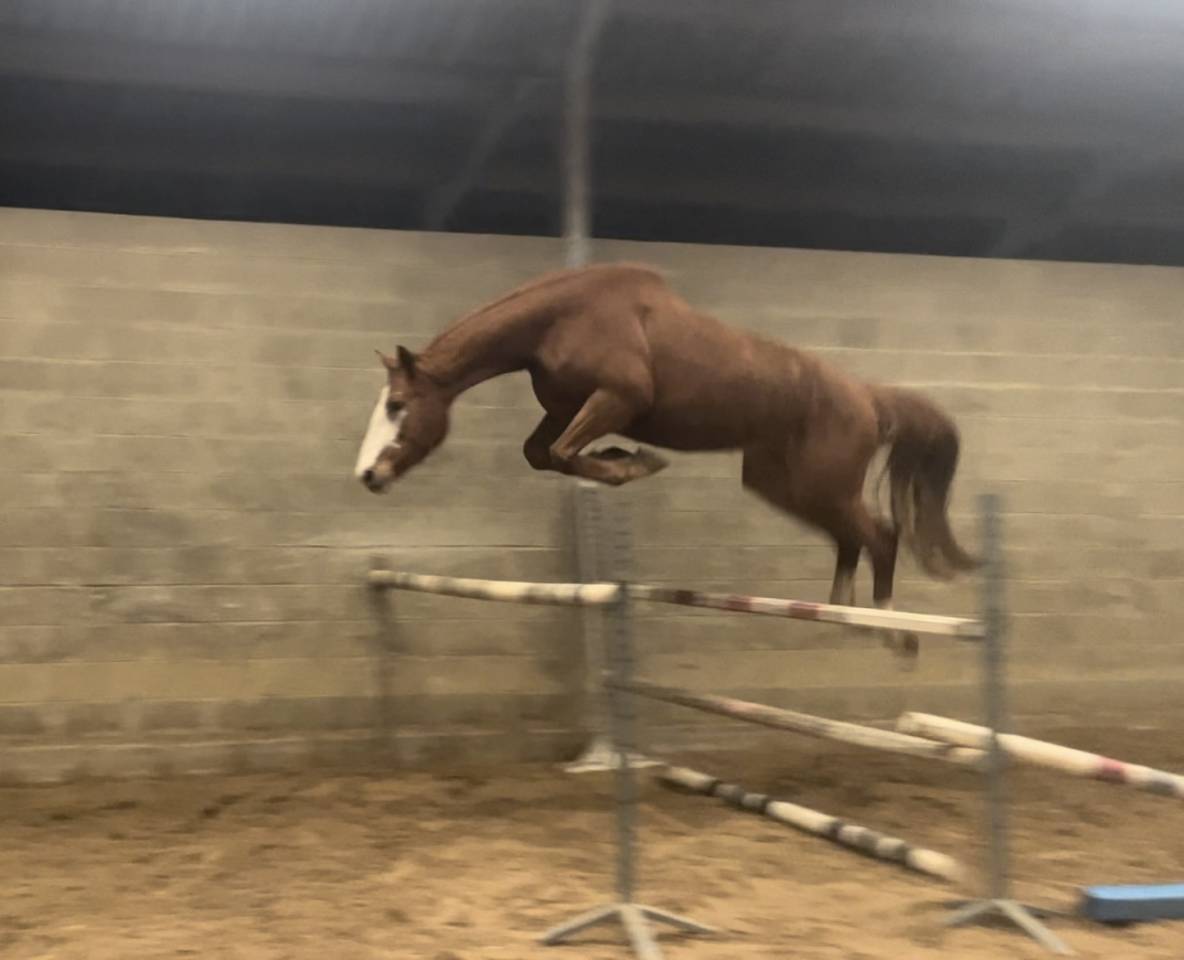 Yegua Silla Francés En venta 2021 Alazán por Colorit