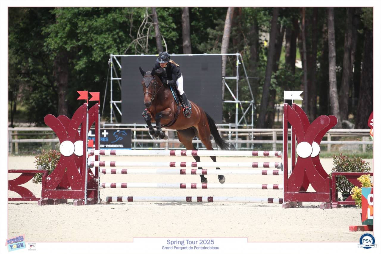 Yegua Silla Francés En venta 2021 Bayo por MASTER VAN DE HELLE (BEL) SBS 1996