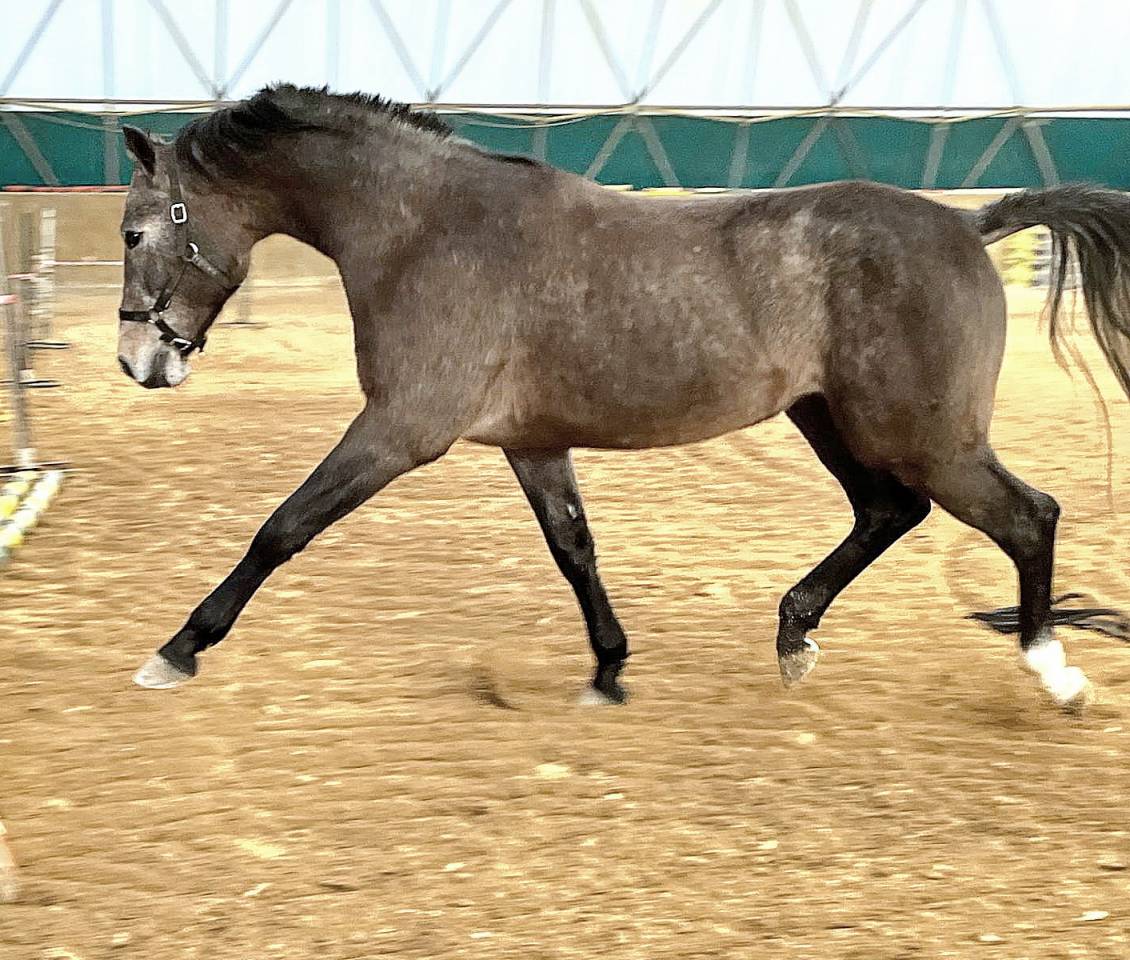 Caballo entero Cheval de Selle Italien En venta 2021 Tordo