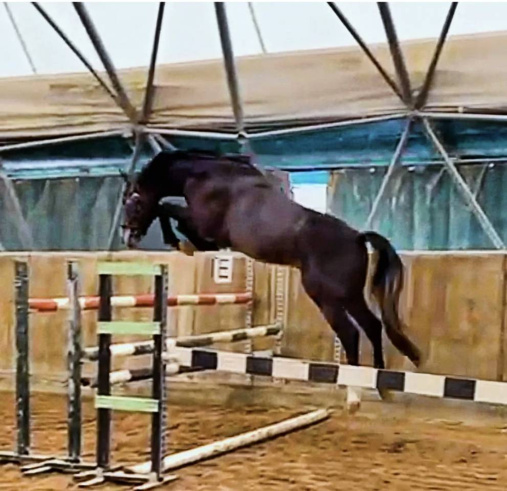 Caballo entero Cheval de Selle Italien En venta 2021 Tordo