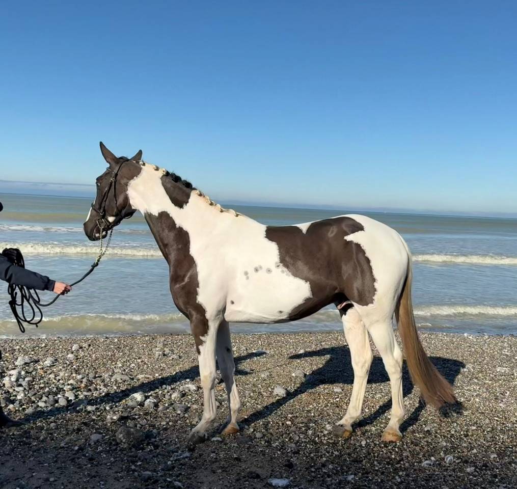 Linvictus d’Enjoy  - AES Anglo European Studbook 2021 por grimoire d’elphen