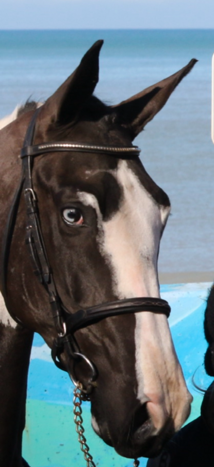 Linvictus d’Enjoy  - AES Anglo European Studbook 2021 por grimoire d’elphen