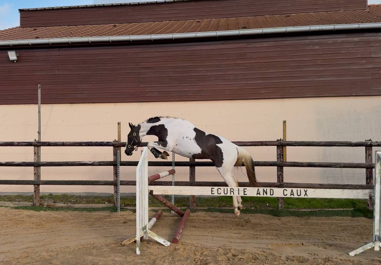 Linvictus d’Enjoy  - AES Anglo European Studbook 2021 por grimoire d’elphen