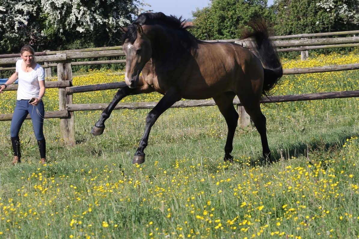 Myst&egrave;re d&rsquo;elphen  - Silla Franc&eacute;s 2022 por Hanes