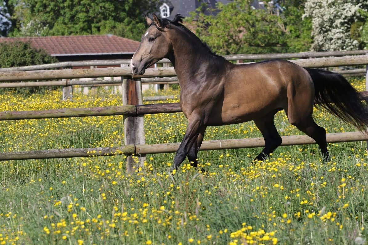 Myst&egrave;re d&rsquo;elphen  - Silla Franc&eacute;s 2022 por Hanes