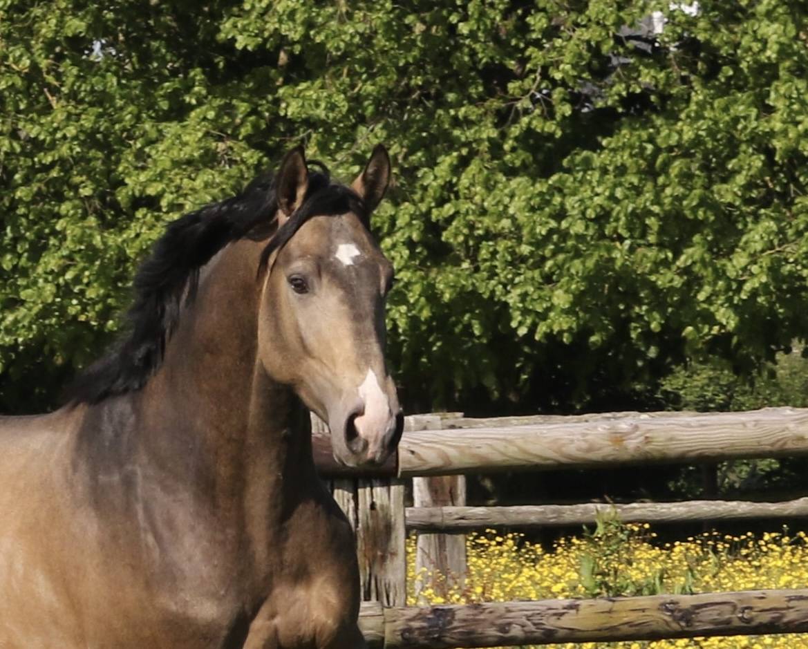 Myst&egrave;re d&rsquo;elphen  - Silla Franc&eacute;s 2022 por Hanes