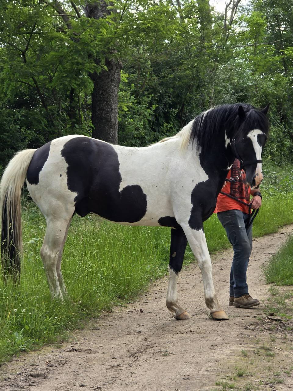 BLACK AND VHITEDEVAL  - Paint Horse 2011