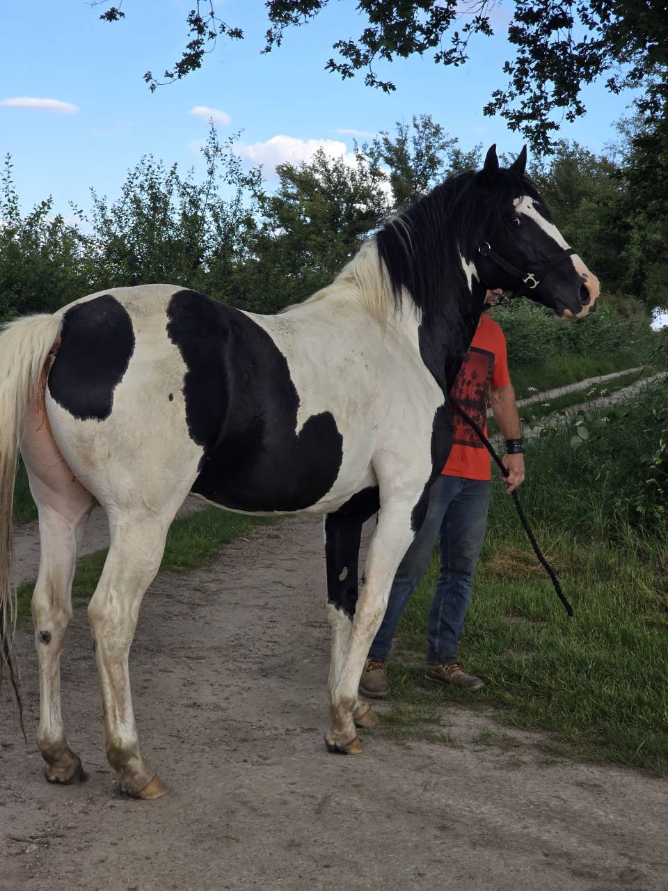 BLACK AND VHITEDEVAL  - Paint Horse 2011