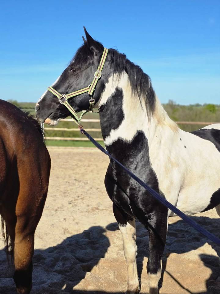 BLACK AND VHITEDEVAL  - Paint Horse 2011