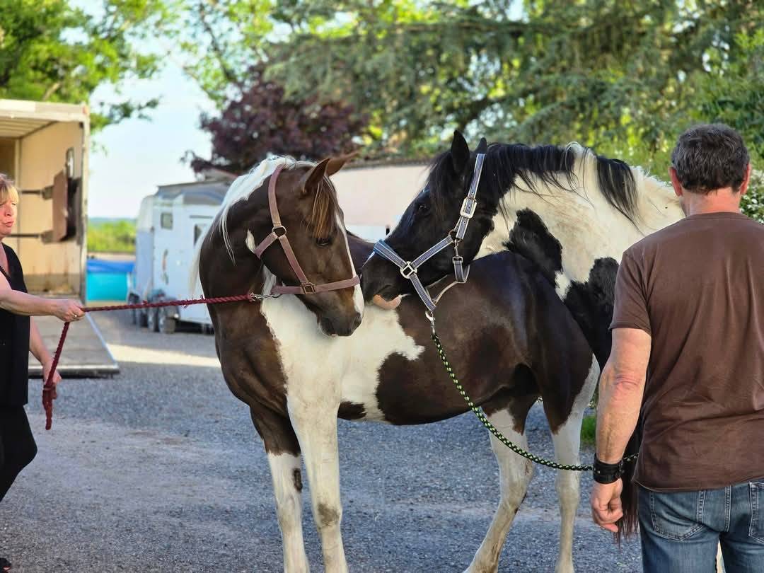 BLACK AND VHITEDEVAL  - Paint Horse 2011