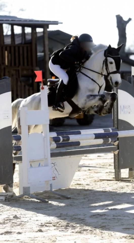 Caballo castrado Connemara En venta 2013 Bayo por espoir kerhamonic