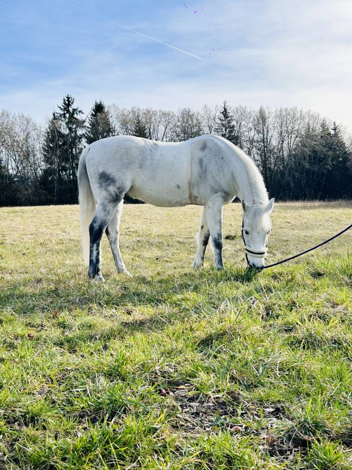 Caballo castrado Connemara En venta 2013 Bayo por espoir kerhamonic